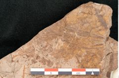 Foto (Detailansicht) von Podozamites malvernicus Ettingshausen (NHMW-GEO-2024-0188-10326)